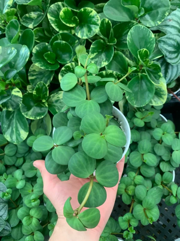Houseplants peperomia plant
